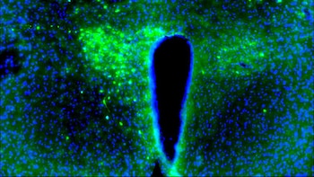 Un estudio revela que el