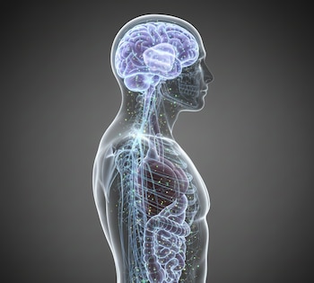 En adultos mayores sanos, los