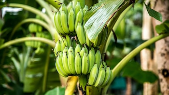 Las bananas verdes contienen almidón