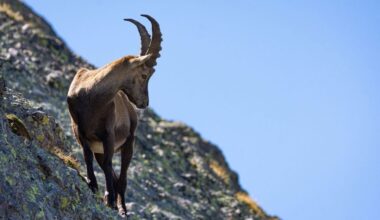 Celo de la cabra montés con machos enfrentándose en la montaña