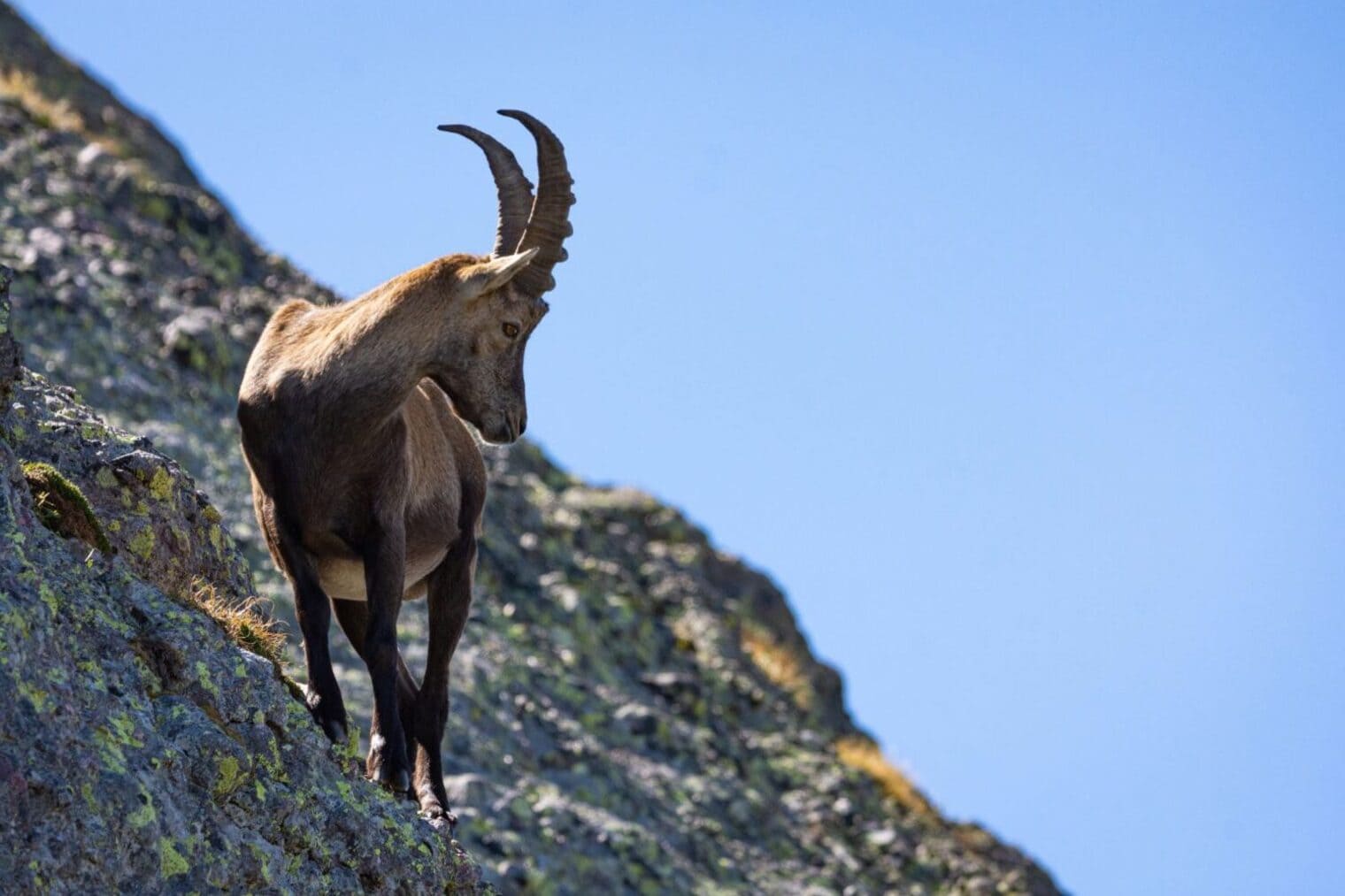 Celo de la cabra montés con machos enfrentándose en la montaña
