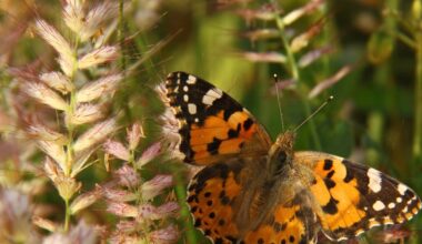 Las mariposas migran en direcciones opuestas según el hemisferio