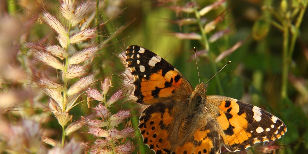 Las mariposas migran en direcciones opuestas según el hemisferio