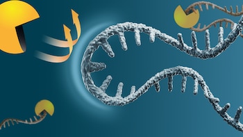 La técnica utiliza el hígado