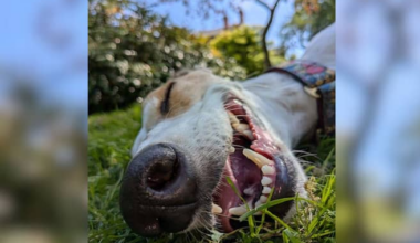 Las imágenes ganadoras de un concurso de fotografía de animales para niños y jóvenes