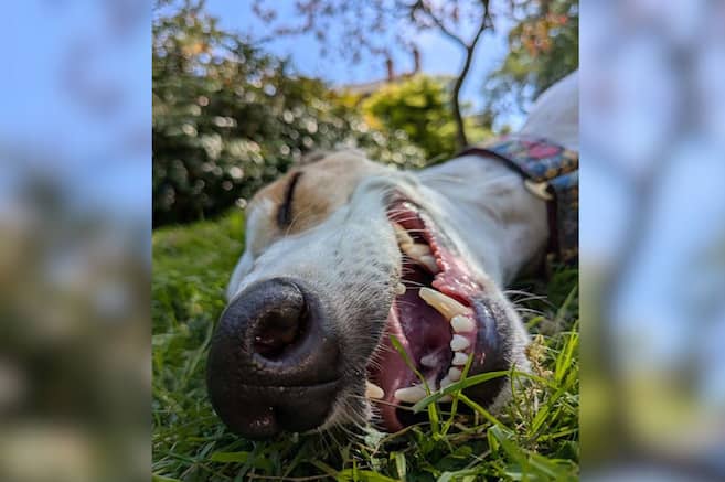 Las imágenes ganadoras de un concurso de fotografía de animales para niños y jóvenes