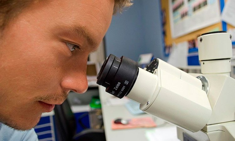 revela cómo se organizan los neutrófilos