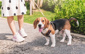 La enfermedad presenta similitudes en