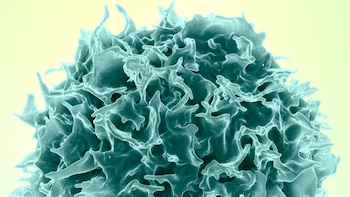 Científicos de Harvard y el