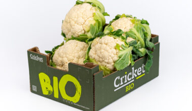 Productos cricket 17