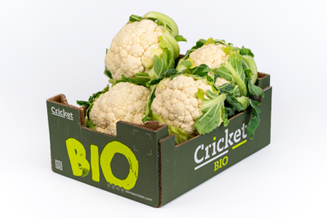 Productos cricket 17