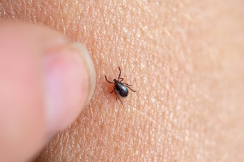 La enfermedad de Lyme, transmitida