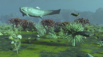 El estudio revela placas óseas