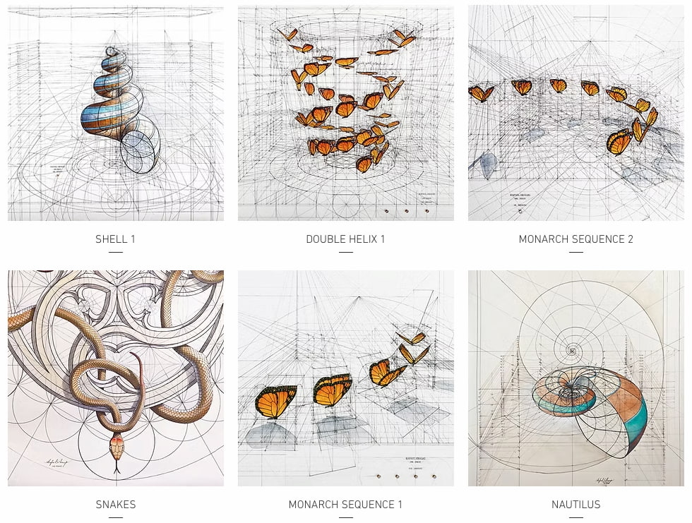 Golden Ratio: Rafel Araujo