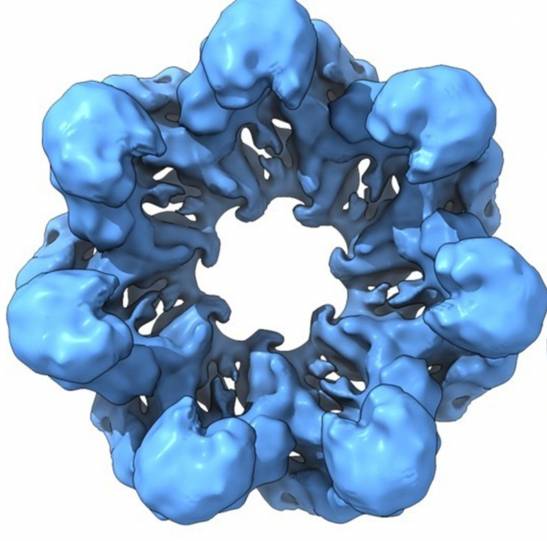 Resucitan proteínas ancestrales para revelar la evolución celular