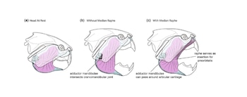 Anatomía del fósil Dunkleosteus terrelli