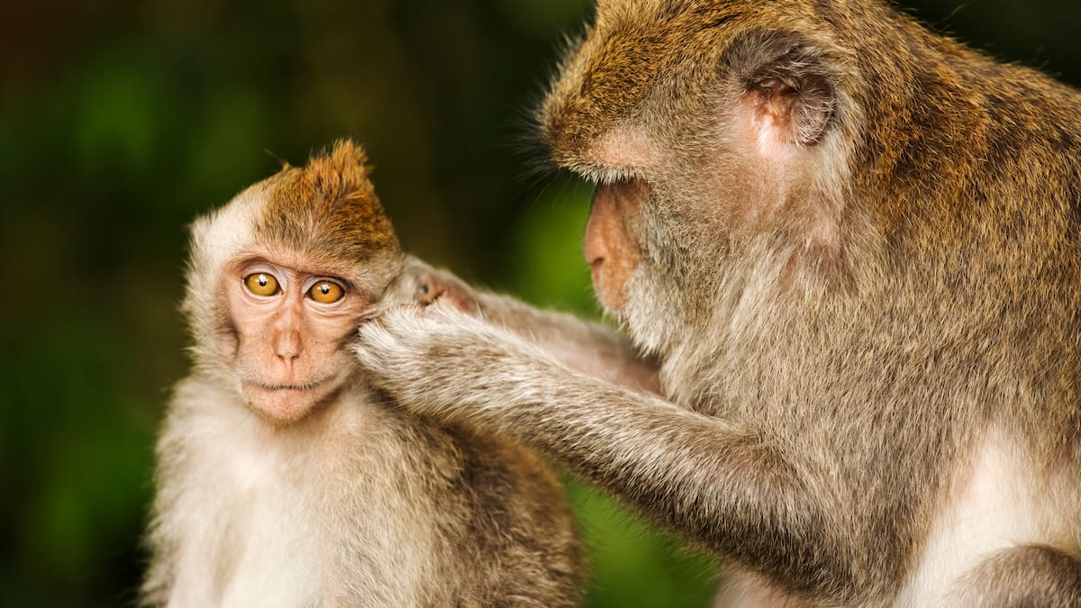 Macacos siguiendo el ritmo de 'Everybody' de los Backstreet Boys prueban que su cerebro se parece más al nuestro de lo que creíamos | Ciencia y tecnología