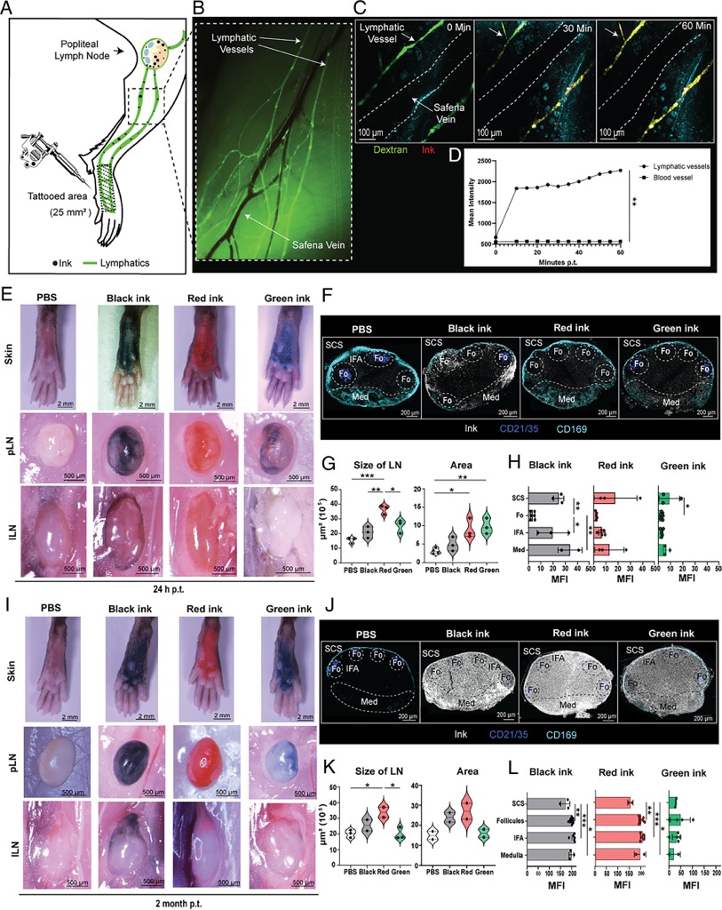 El peligroso efecto de los tatuajes en el sistema class=