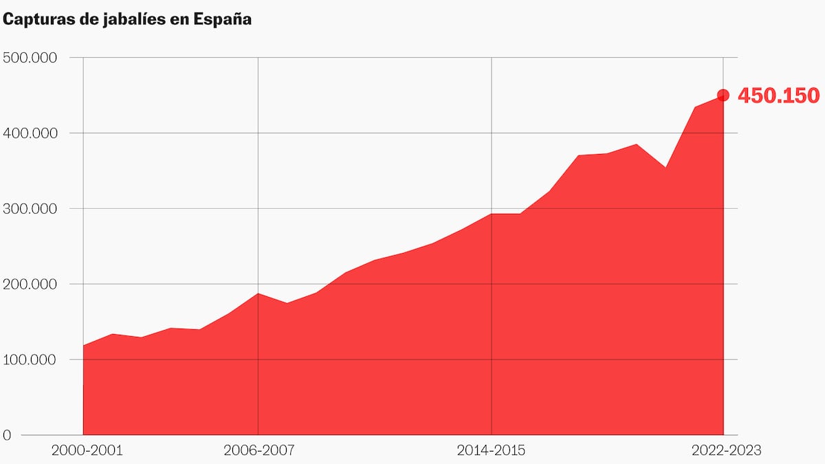 Así se ha cuadruplicado la población de jabalíes españoles en dos décadas | Clima y Medio Ambiente