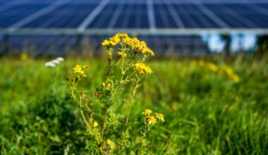 Los inversores se vuelcan a la venta de deuda verde pese a retrocesos en las normativas