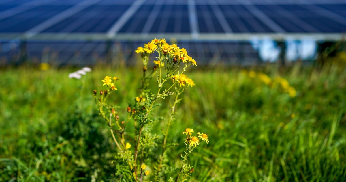 Los inversores se vuelcan a la venta de deuda verde pese a retrocesos en las normativas