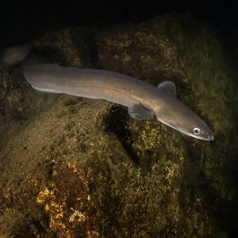 Anguila europea