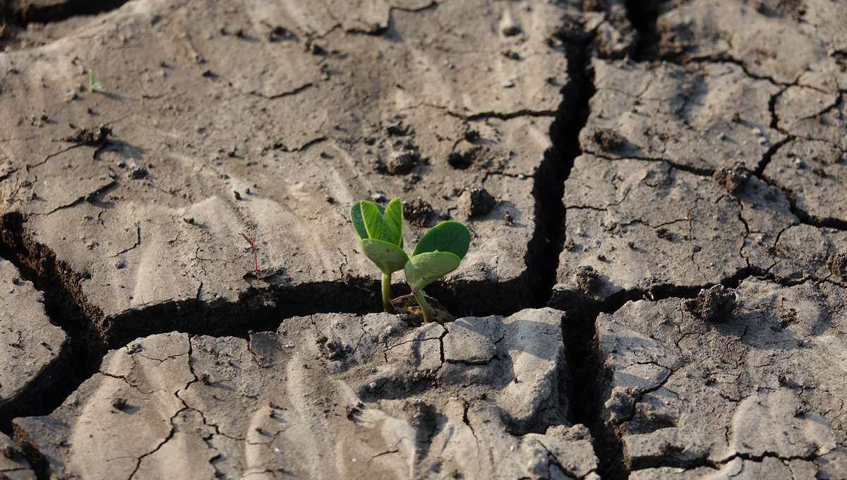 La OCDE alerta de los efectos del cambio climático en la salud: ¿se ha convertido en una emergencia sanitaria?