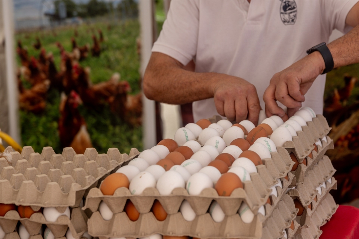 Huevos. - Foto: RICARDO RUBIO/EP