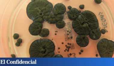 Analizan los hongos negros de Chernóbil y descubren que pueden solucionar uno de los grandes problemas de la NASA