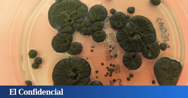 Analizan los hongos negros de Chernóbil y descubren que pueden solucionar uno de los grandes problemas de la NASA