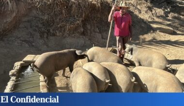 Llegan a Barcelona 80 militares de la UME para ayudar en el control de la peste porcina