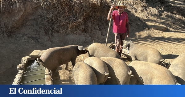 Llegan a Barcelona 80 militares de la UME para ayudar en el control de la peste porcina