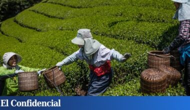 viaje a Japón para descubrir el lado oscuro de la bebida de moda