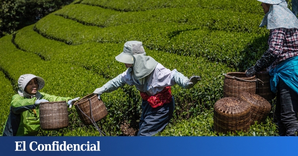 viaje a Japón para descubrir el lado oscuro de la bebida de moda