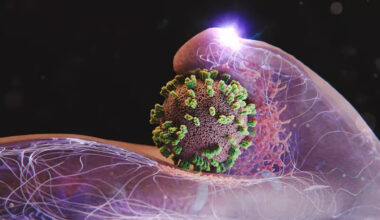 Las células humanas son engañadas por los virus de la gripe - Ciencia y tecnologia