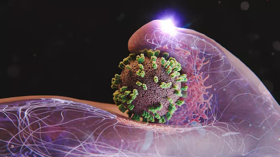 Las células humanas son engañadas por los virus de la gripe - Ciencia y tecnologia