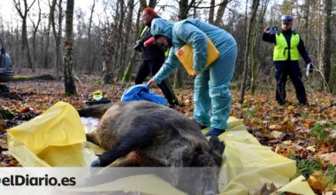 las causas del 'boom' de jabalíes detrás de la peste porcina