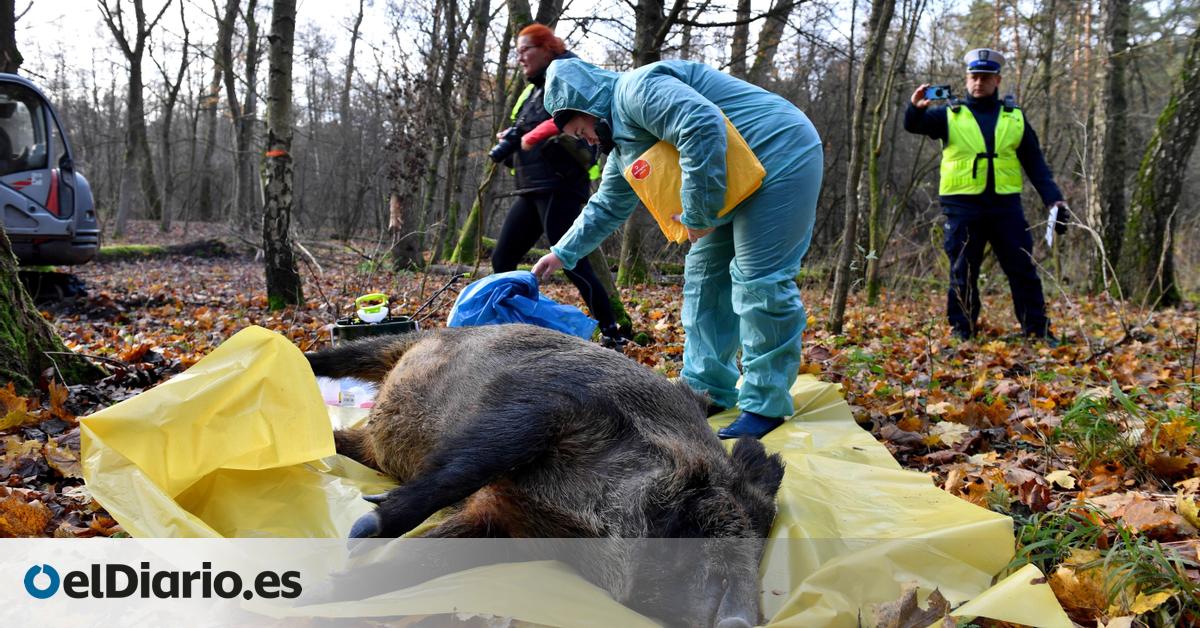 las causas del 'boom' de jabalíes detrás de la peste porcina