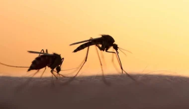 Cambio climático y desigualdad impulsan una “catástrofe silenciosa” de enfermedades infecciosas