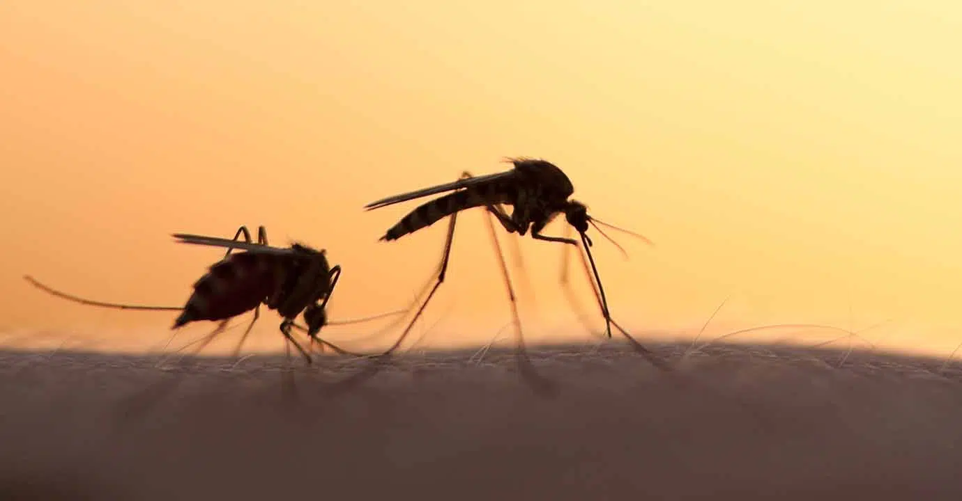 Cambio climático y desigualdad impulsan una “catástrofe silenciosa” de enfermedades infecciosas
