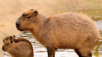 Capibara