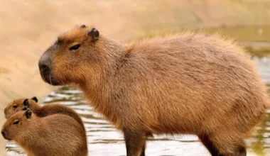Capibara