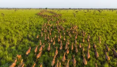 Las mejores fotos de vida salvaje de 2025