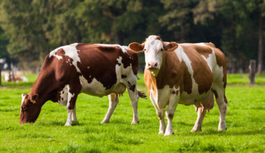 EFSA: la introducción de la gripe aviar en Europa a partir de ganado lechero estadounidense es muy poco probable, pero se requiere vigilancia