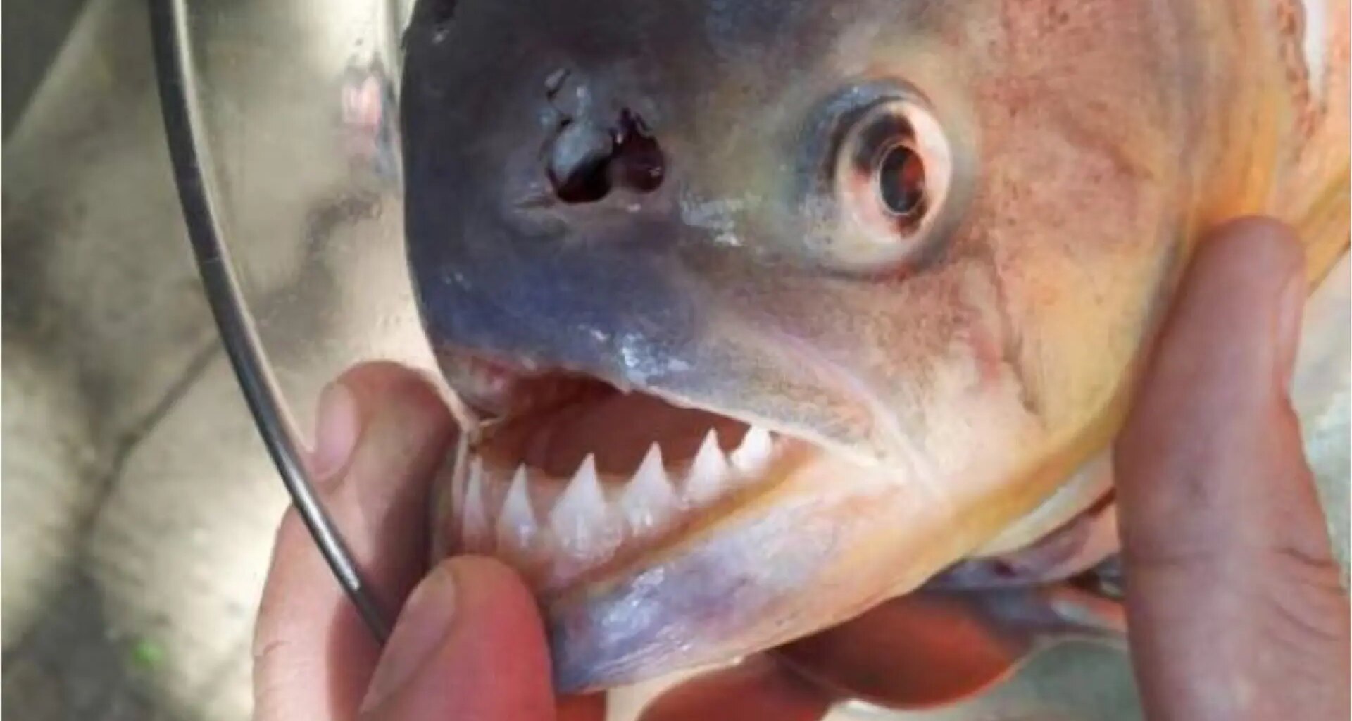 Muere una niña de dos años tras caer a un río y ser atacada por pirañas en el Amazonas