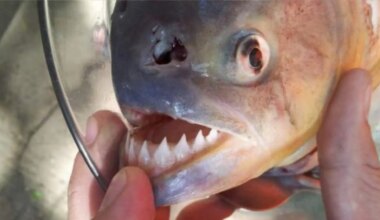 Muere una niña de dos años tras caer a un río y ser atacada por pirañas en el Amazonas