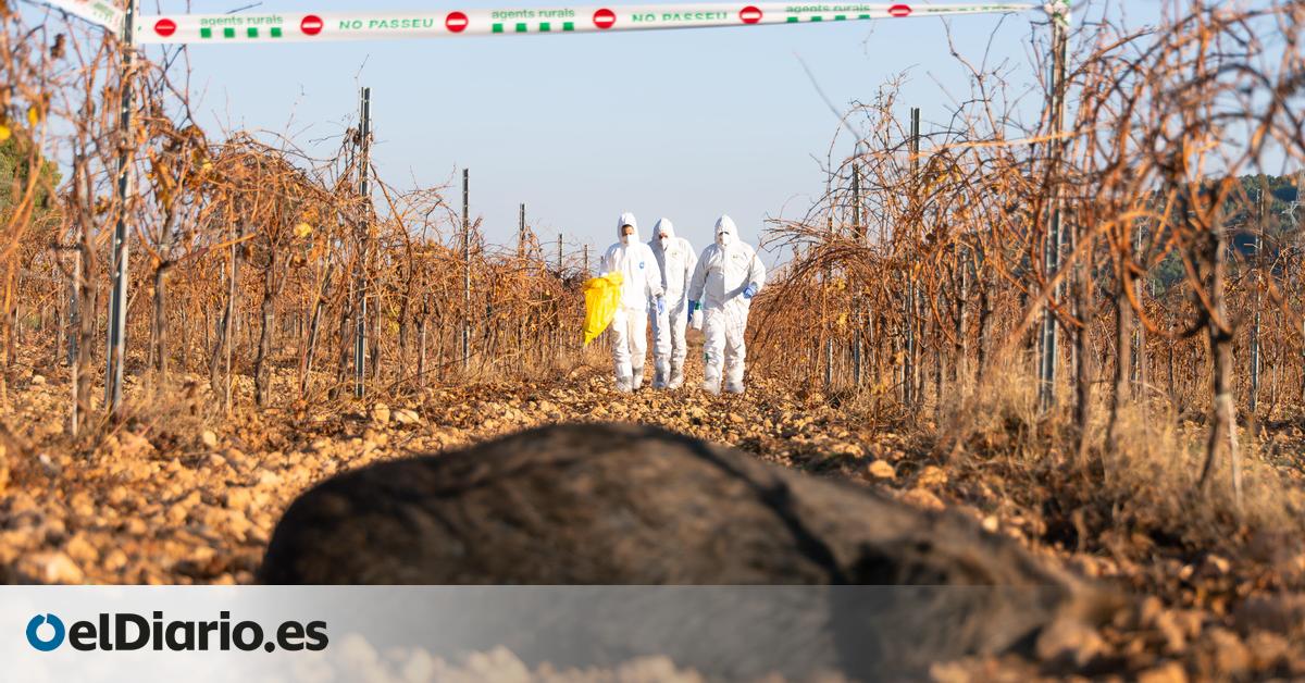 Los primeros análisis descartan el laboratorio de Barcelona como origen del brote de peste porcina