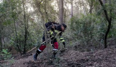 Hallan cincuenta jabalíes muertos dentro de la zona delimitada por la peste porcina en Cataluña, aunque solo hay nueve casos confirmados