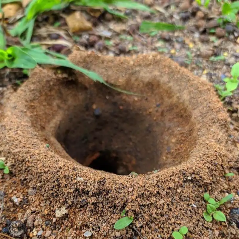 Entrada al hormiguero