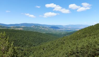 Por qué los actuales bosques españoles son en realidad jardines